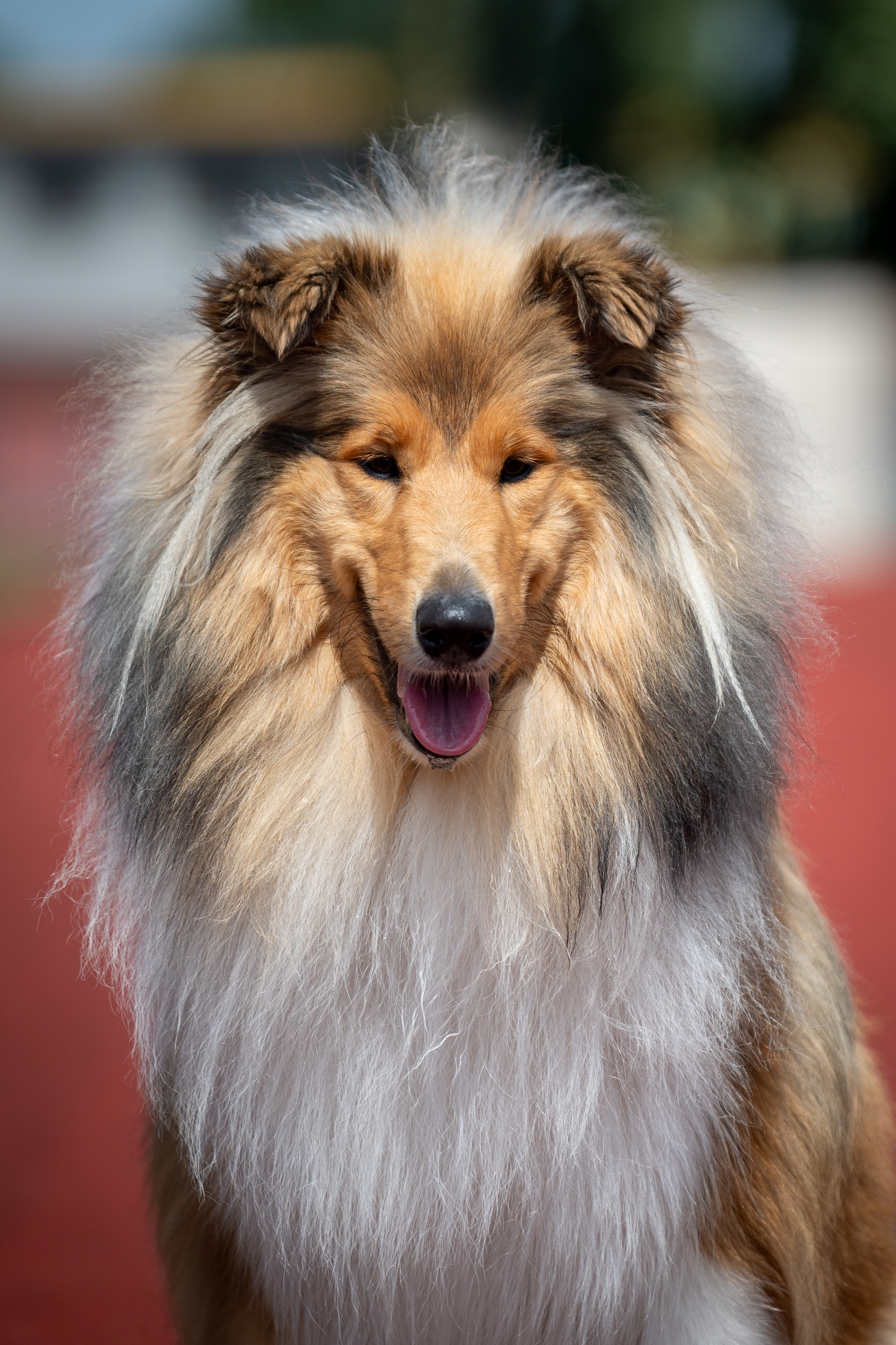 Daisy Gold z Hradešína